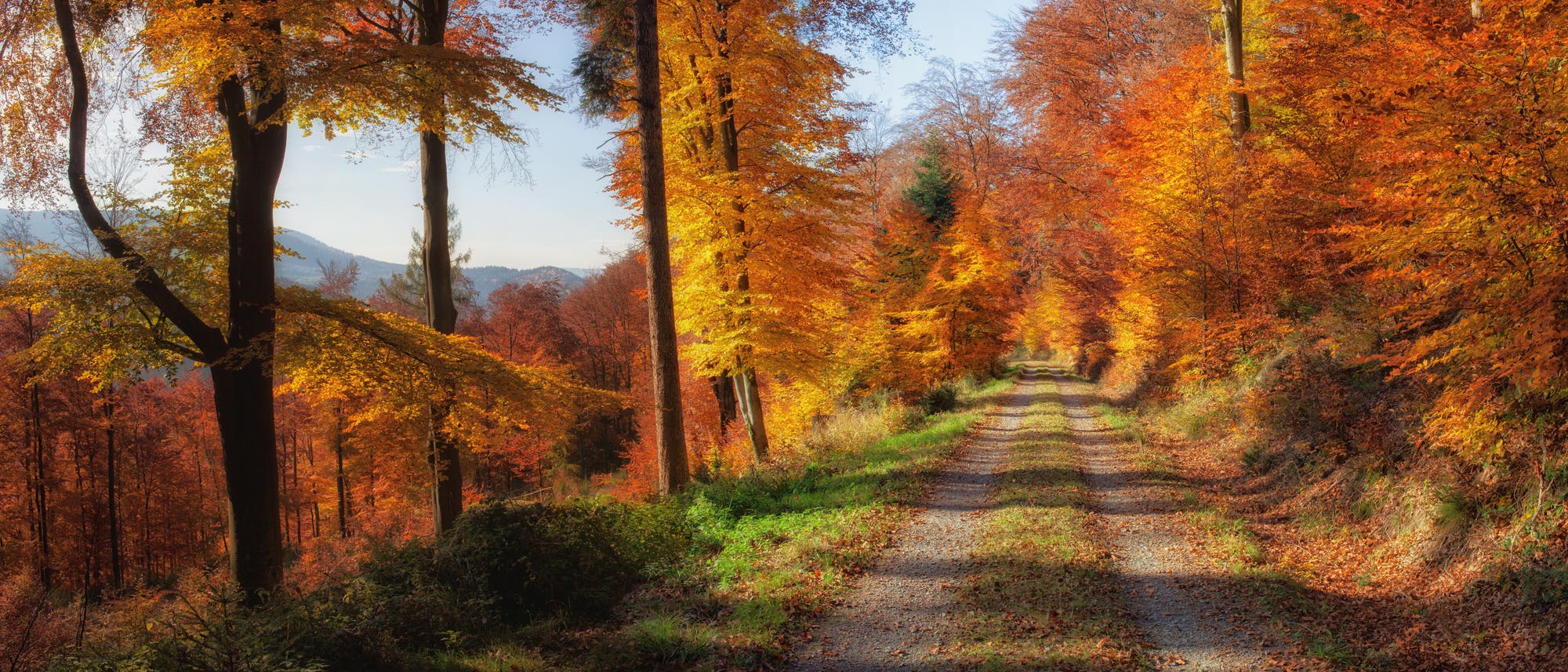 Herbstwald mit buntgefärbten Blättern Herbstwald mit buntgefärbten Blättern