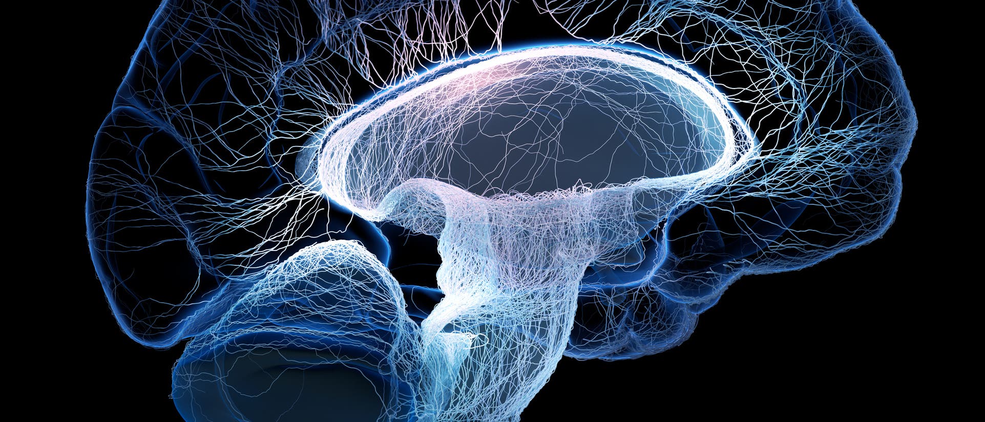 Hirn mit Nervenzellen