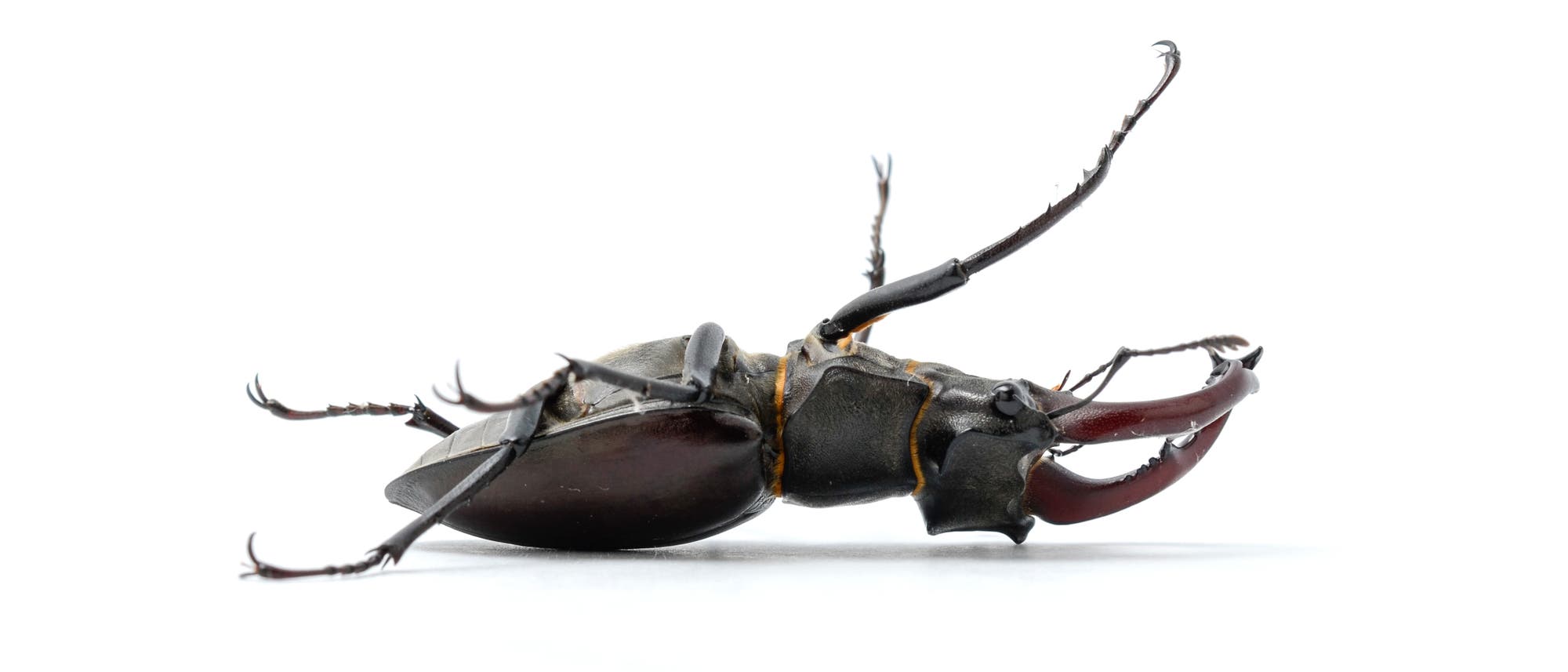 Ein toter Hirschkäfer - Symbol für das Insektensterben Ein toter Hirschkäfer - Symbol für das Insektensterben