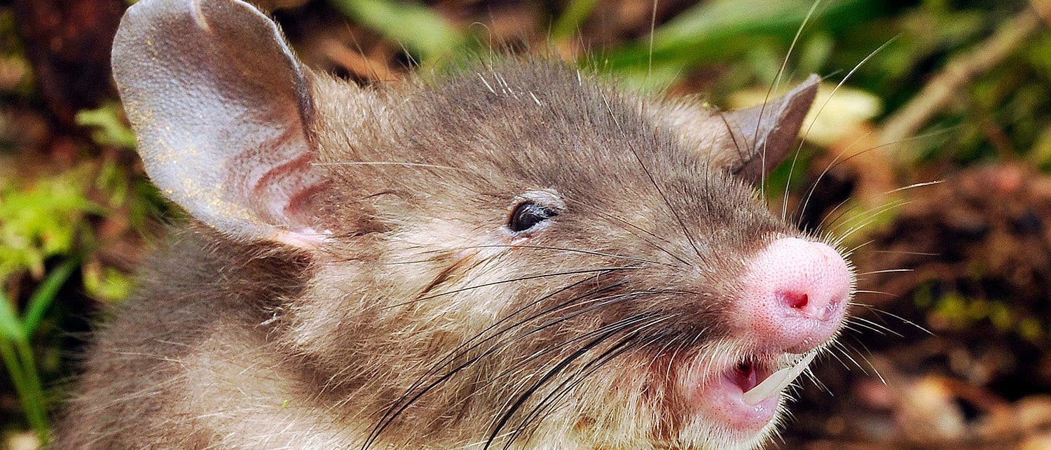Neu entdeckte Nasenratte aus Indonesien Neu entdeckte Nasenratte aus Indonesien
