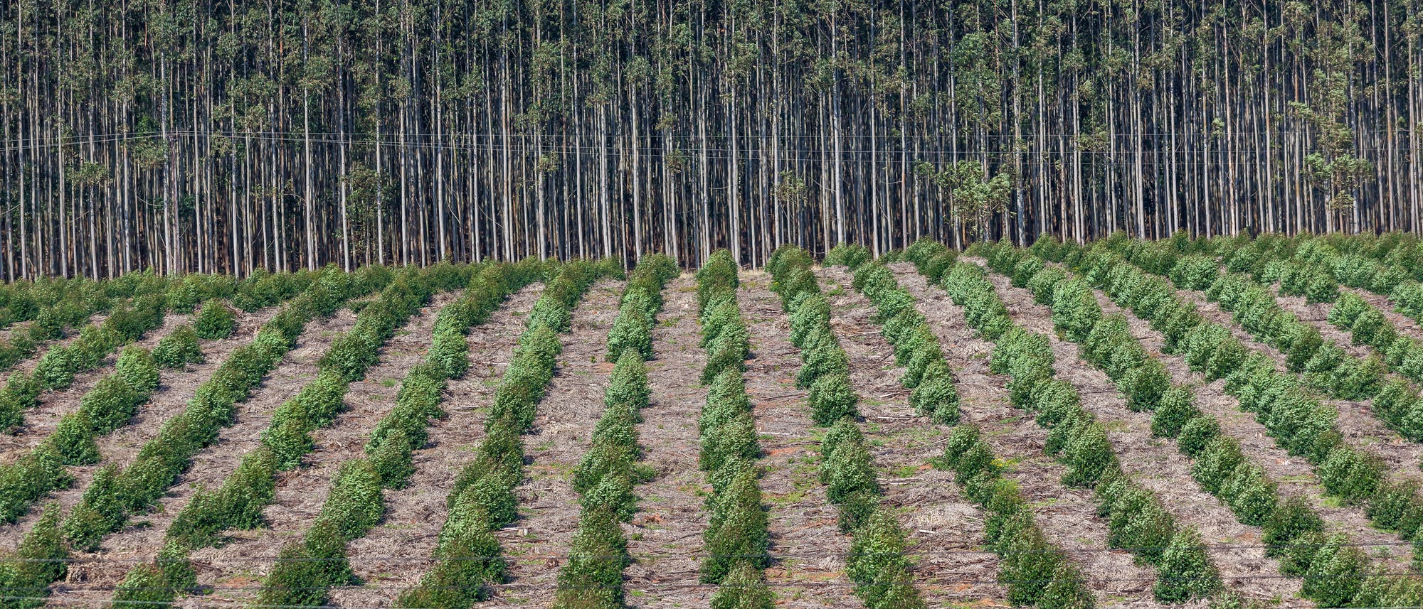 Holzplantage gegen die Erderwärmung Holzplantage gegen die Erderwärmung