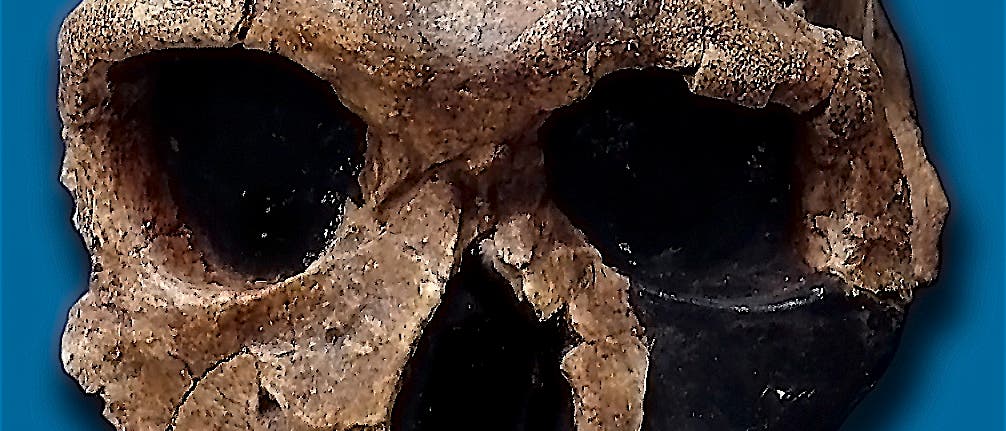 Schädel eines <i>Homo habilis</i>