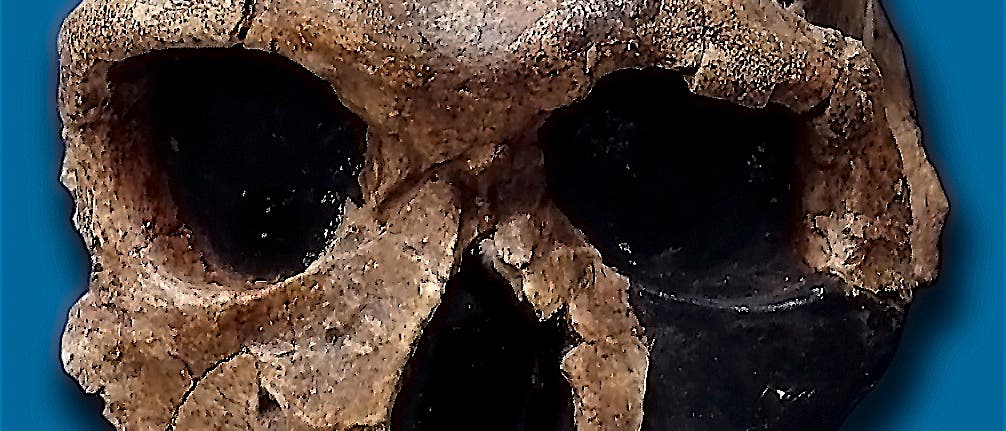 Schädel eines <i>Homo habilis</i> Schädel eines <i>Homo habilis</i>