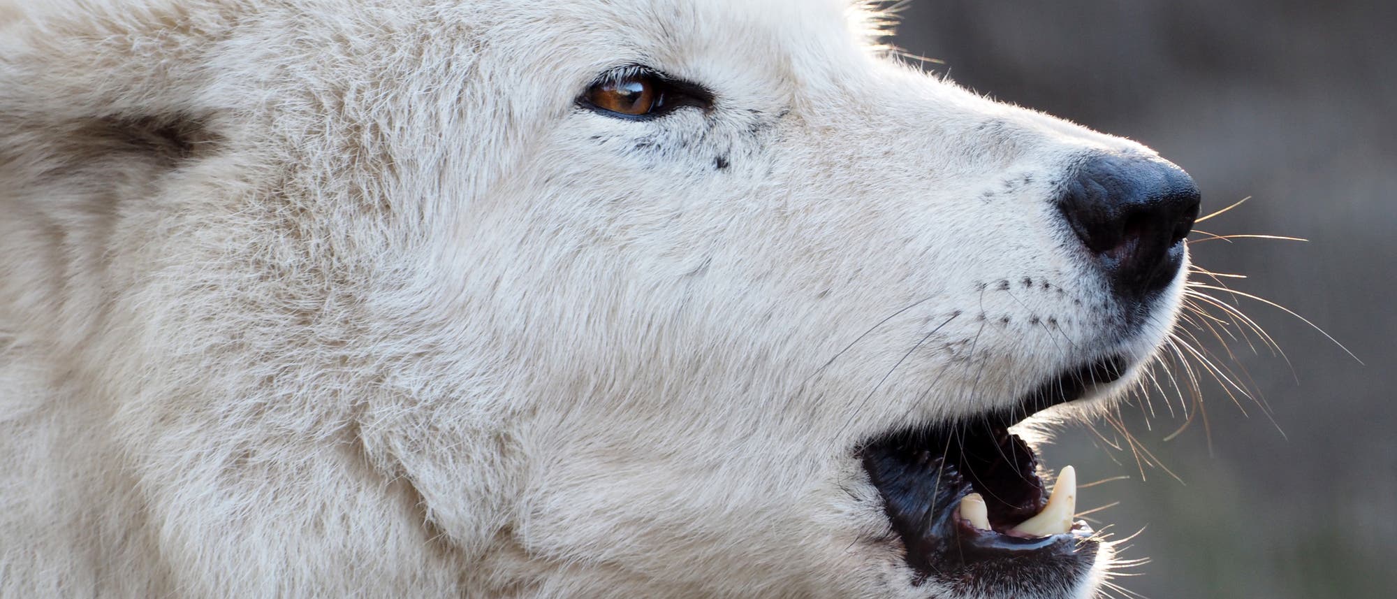 Hudson Bay Wolf (Canis lupus hudsonicus) Hudson Bay Wolf (Canis lupus hudsonicus)