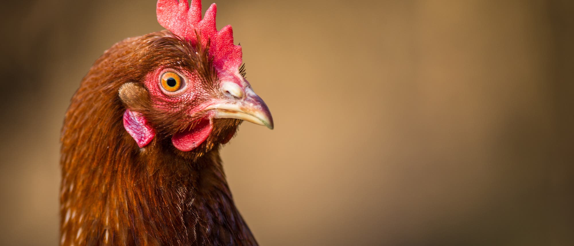Huhn Huhn