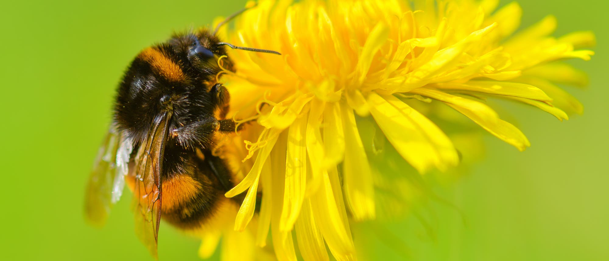 Hummel auf Löwenzahn Hummel auf Löwenzahn