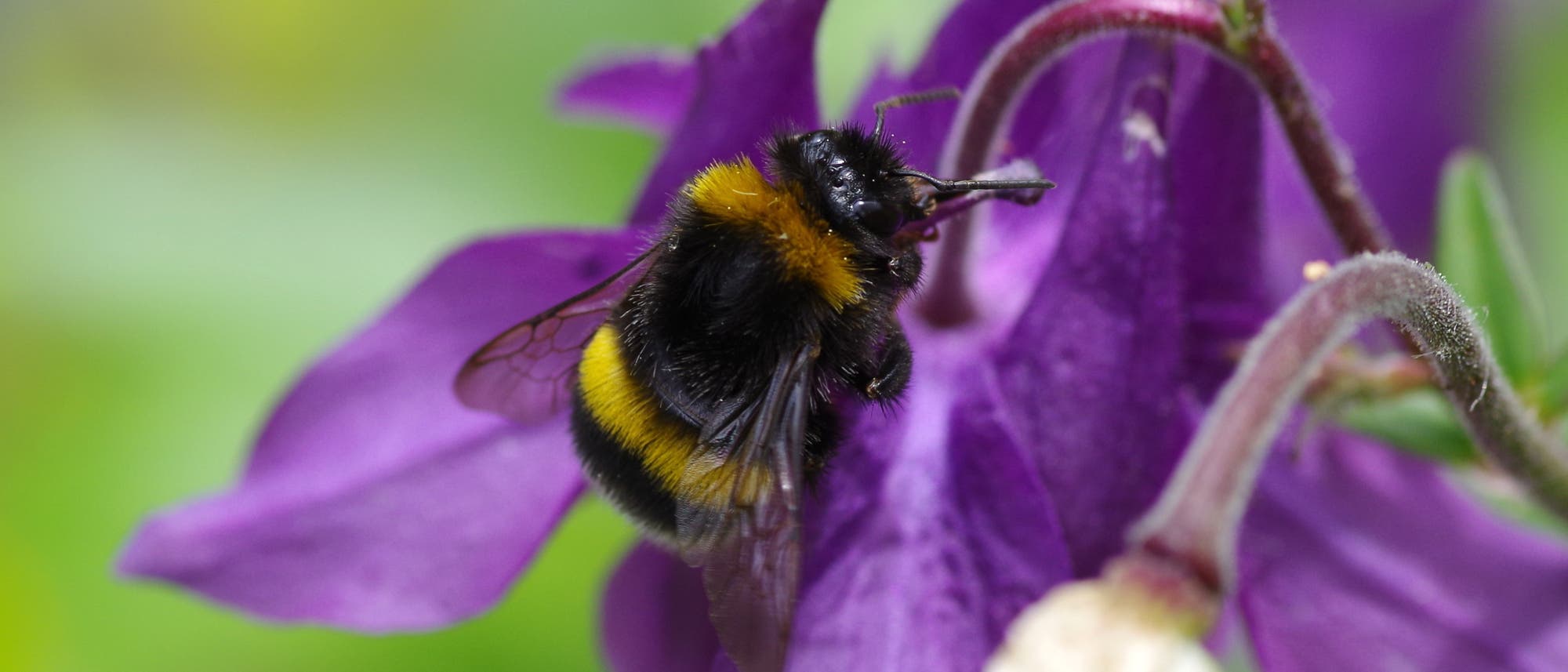 Hummel an Akeleiblüte Hummel an Akeleiblüte