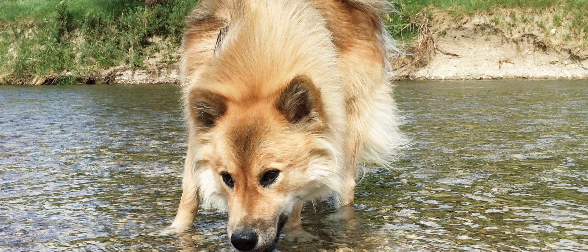 Hund trinkt Hund trinkt