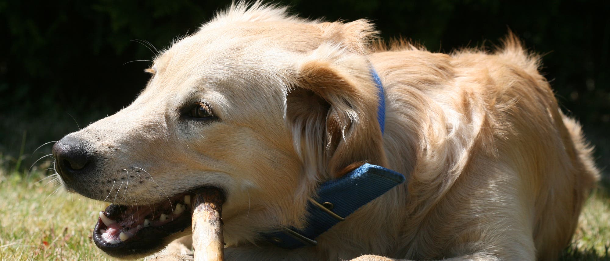 Golden Retriever nagt am Stöckchen Golden Retriever nagt am Stöckchen