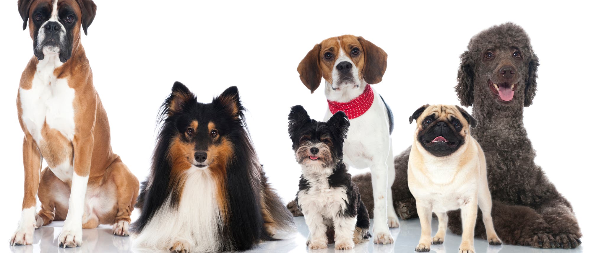 9 Haushund - Begleiter seit Jahrtausenden 9 Haushund - Begleiter seit Jahrtausenden