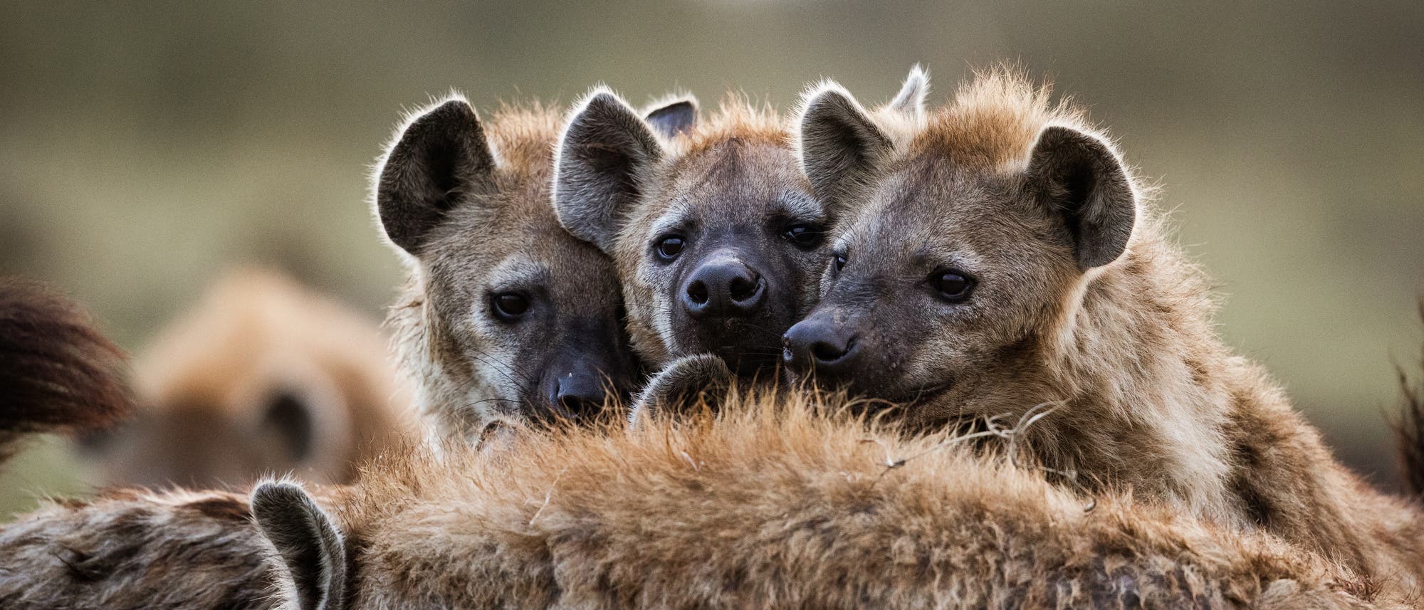 Hyänen sind sehr soziale Tiere Hyänen sind sehr soziale Tiere
