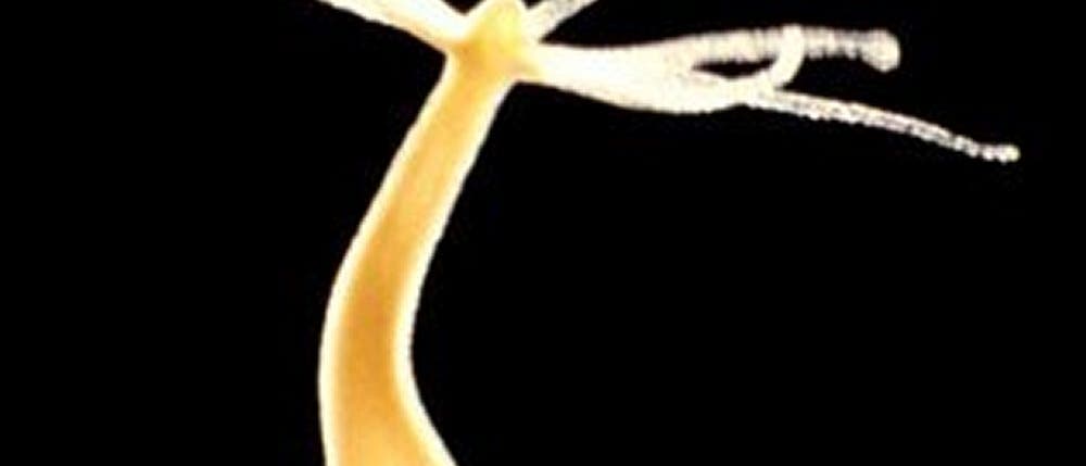 <i>Hydra</i> <i>Hydra</i>