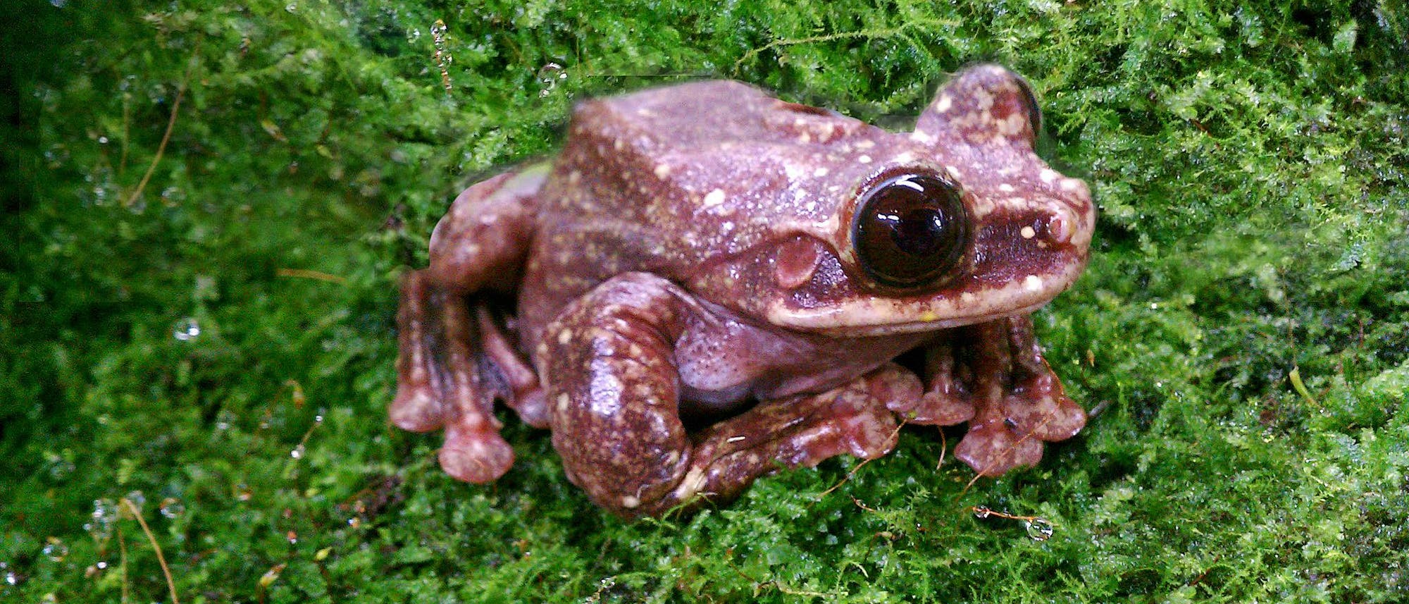 Rabbs Fransenzehen-Laubfrosch in Atlanta Rabbs Fransenzehen-Laubfrosch in Atlanta