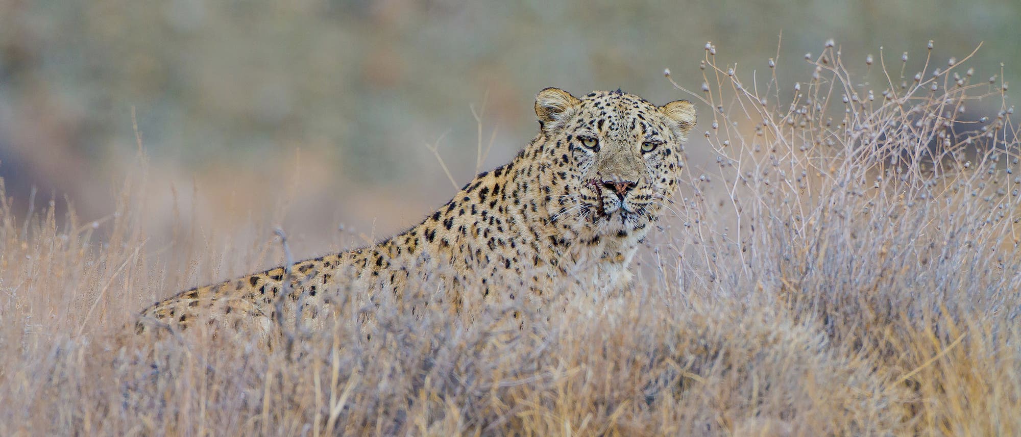 Ein männlicher Persischer Leopard Ein männlicher Persischer Leopard