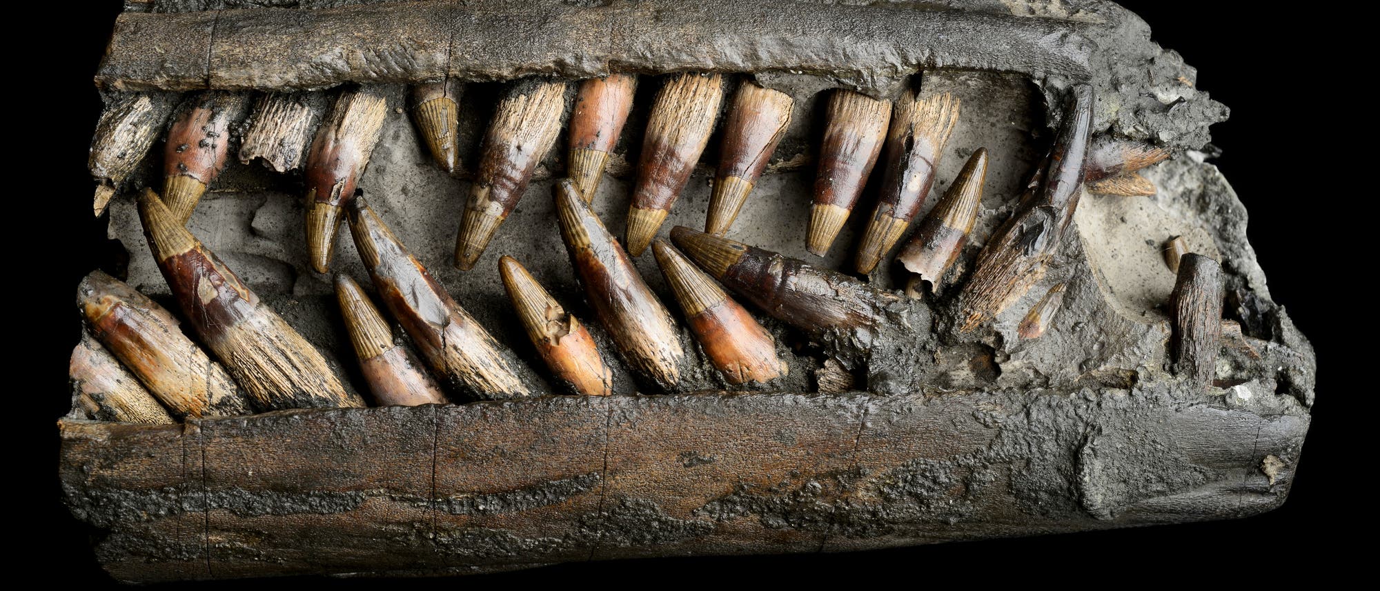 Ichthyosaurus Ichthyosaurus