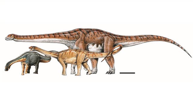 Illustration des neuen Titanosaurus verglichen mit verwandten, kleineren Arten
