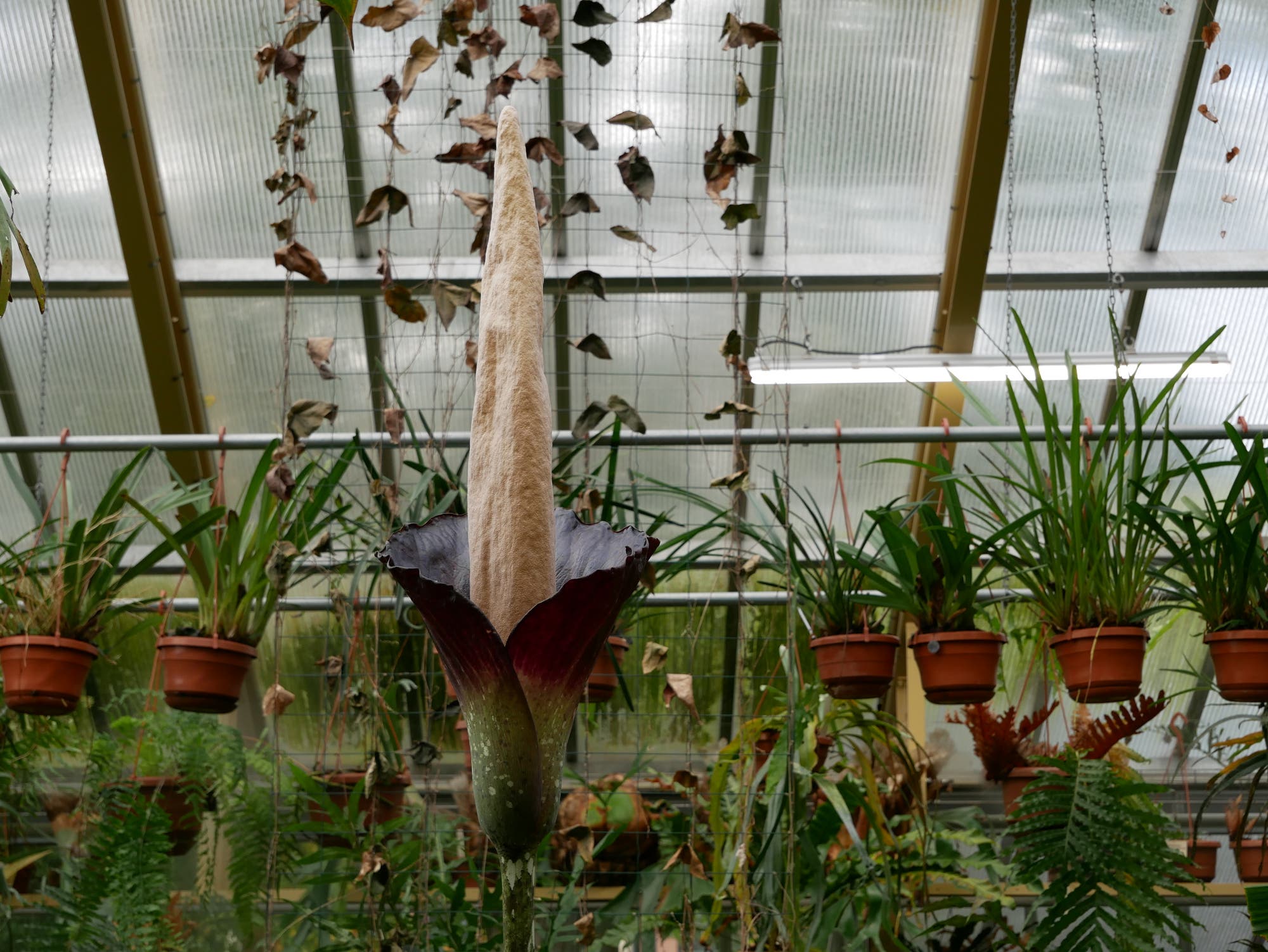 Amorphophallus decus-silvae in Leiden