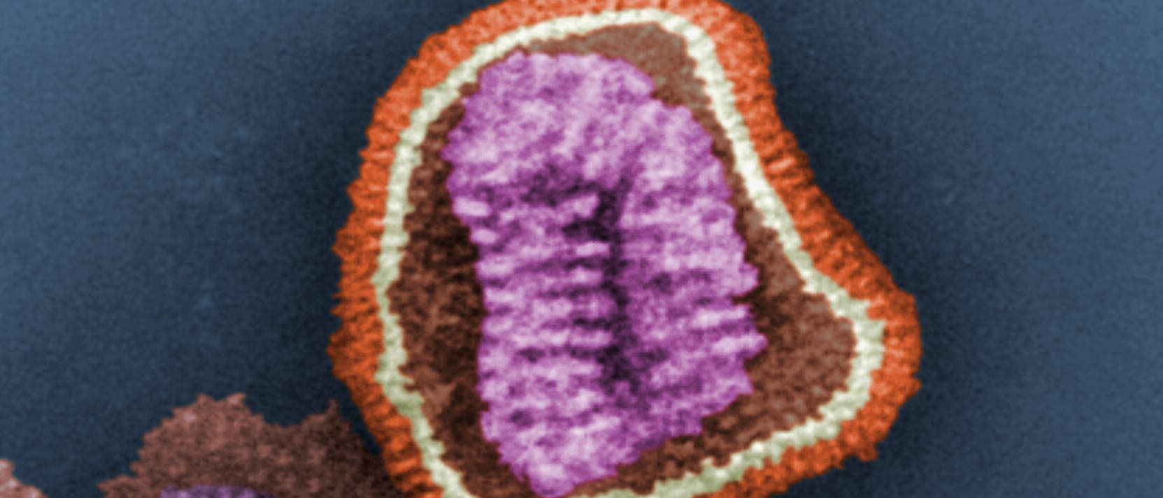 Influenzavirus Influenzavirus