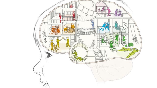 Im Inneren des Gehirns sind verschiedene Areale verschiedenen Aufgaben zugeordnet, die hier visualisiert sind.