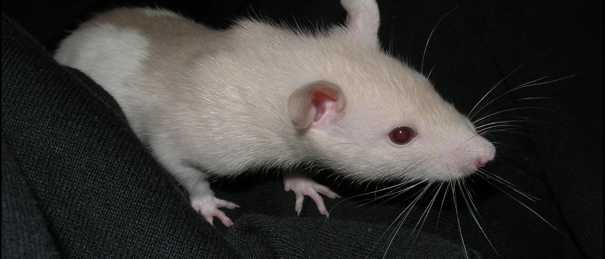 Ratten sozial isoliert Ratten sozial isoliert