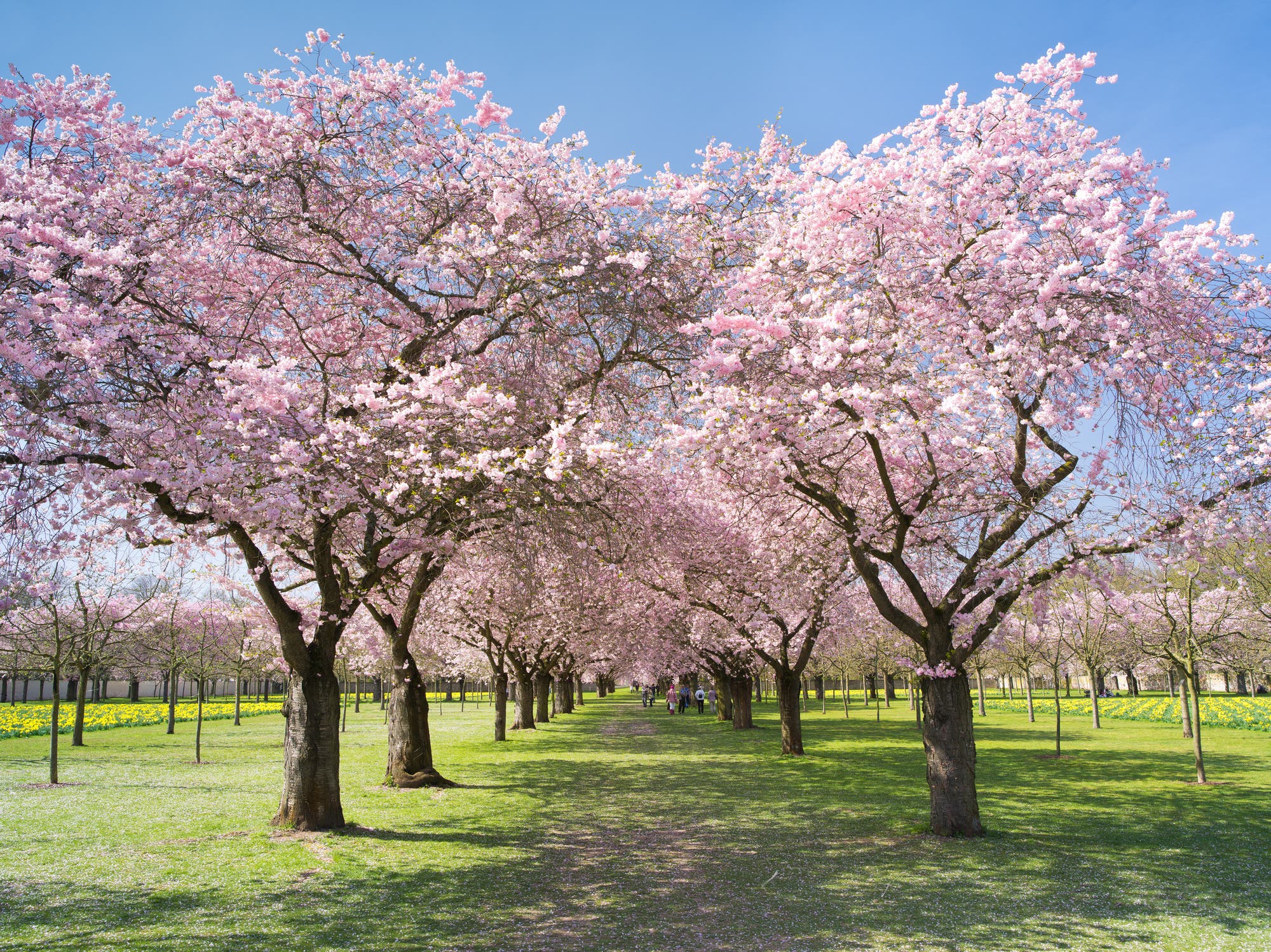 Mandelblüte in einem Park