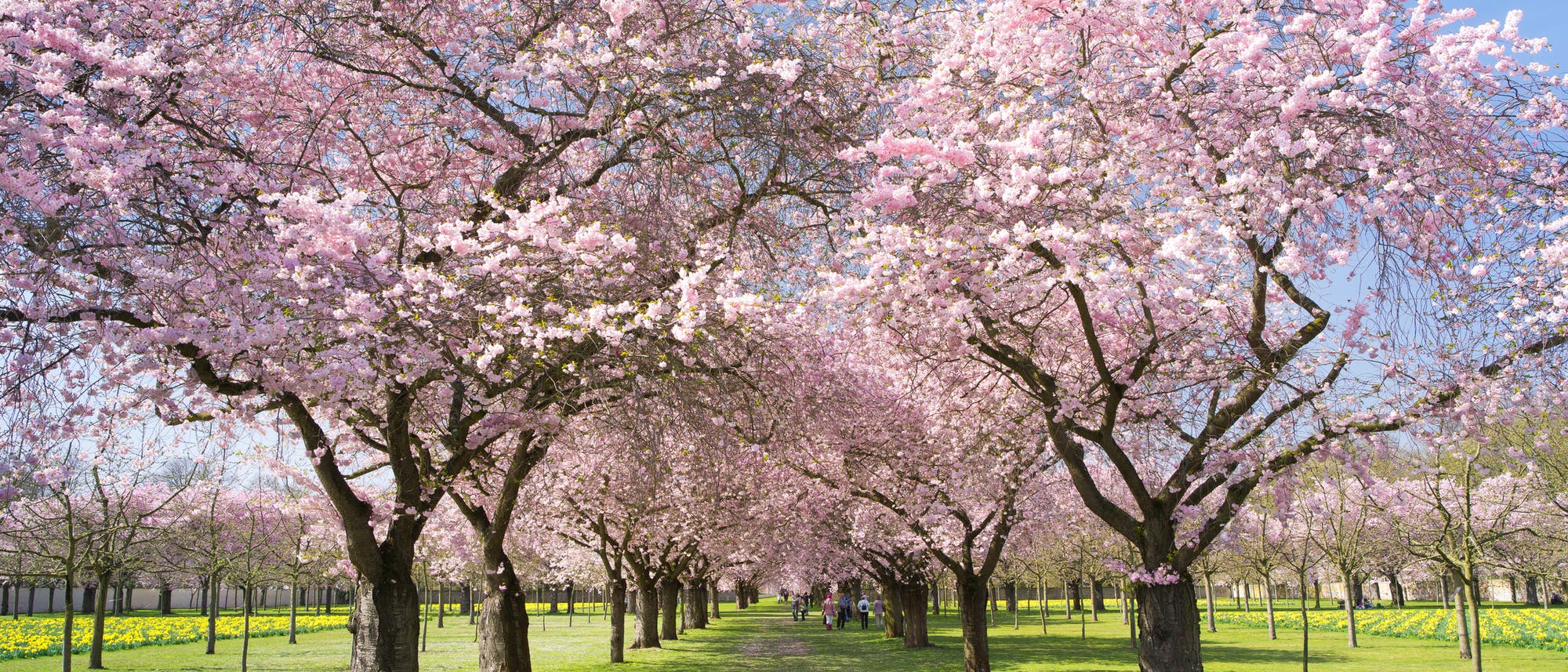 Mandelblüte in einem Park Mandelblüte in einem Park
