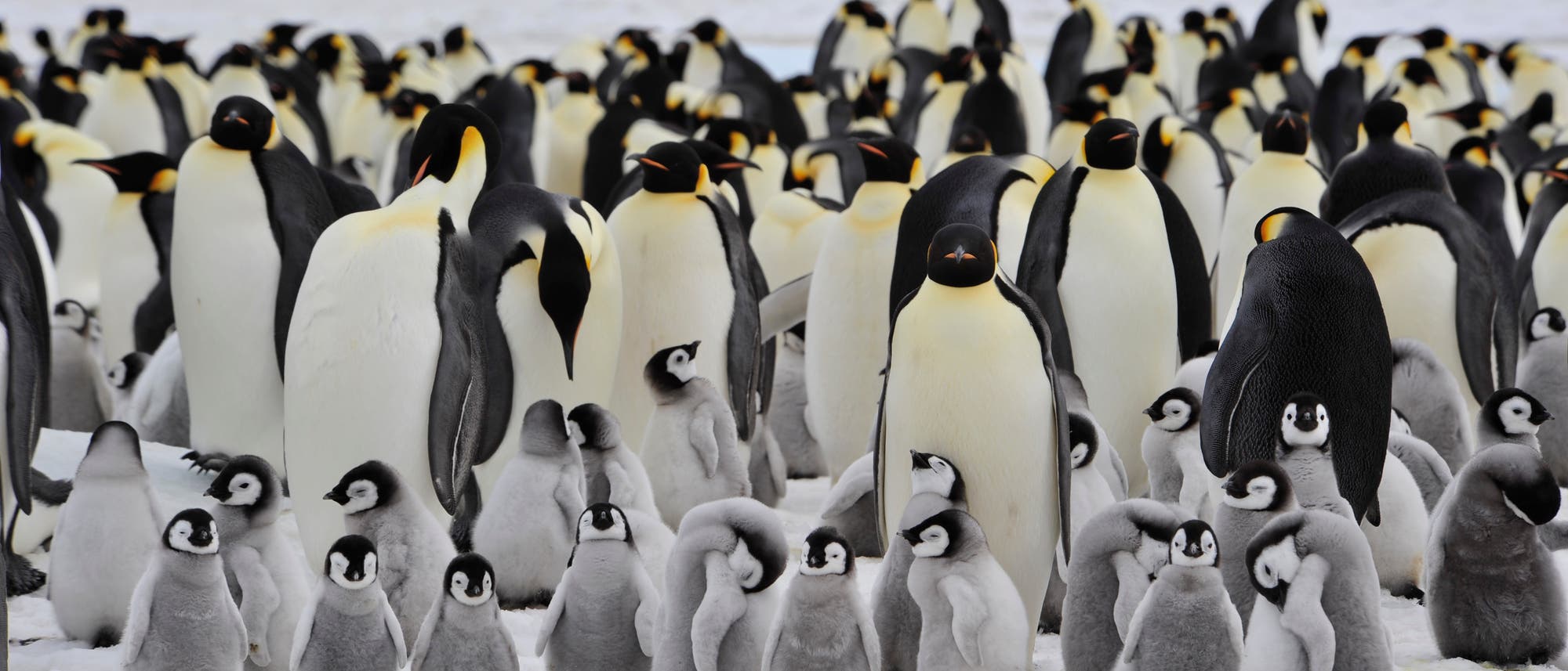 Kaiserpinguine (Symbolbild) Kaiserpinguine (Symbolbild)