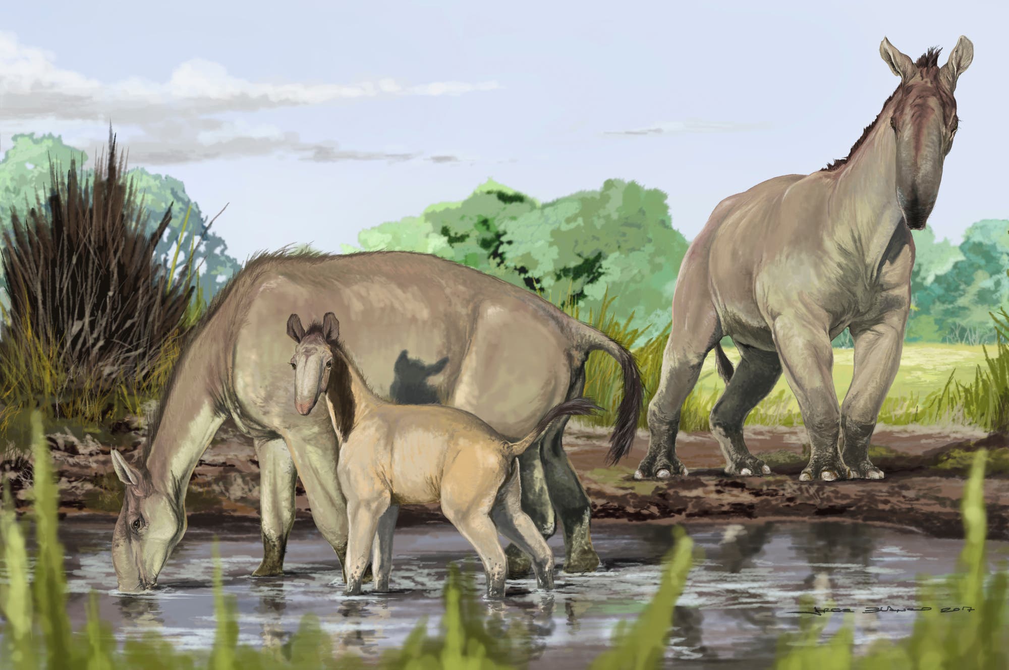 Wie eine Mischung aus Kamel und Elefant sahen die Macrauchenia-Tiere aus, die bis vor gut 10 000 Jahren in Südamerika lebten.