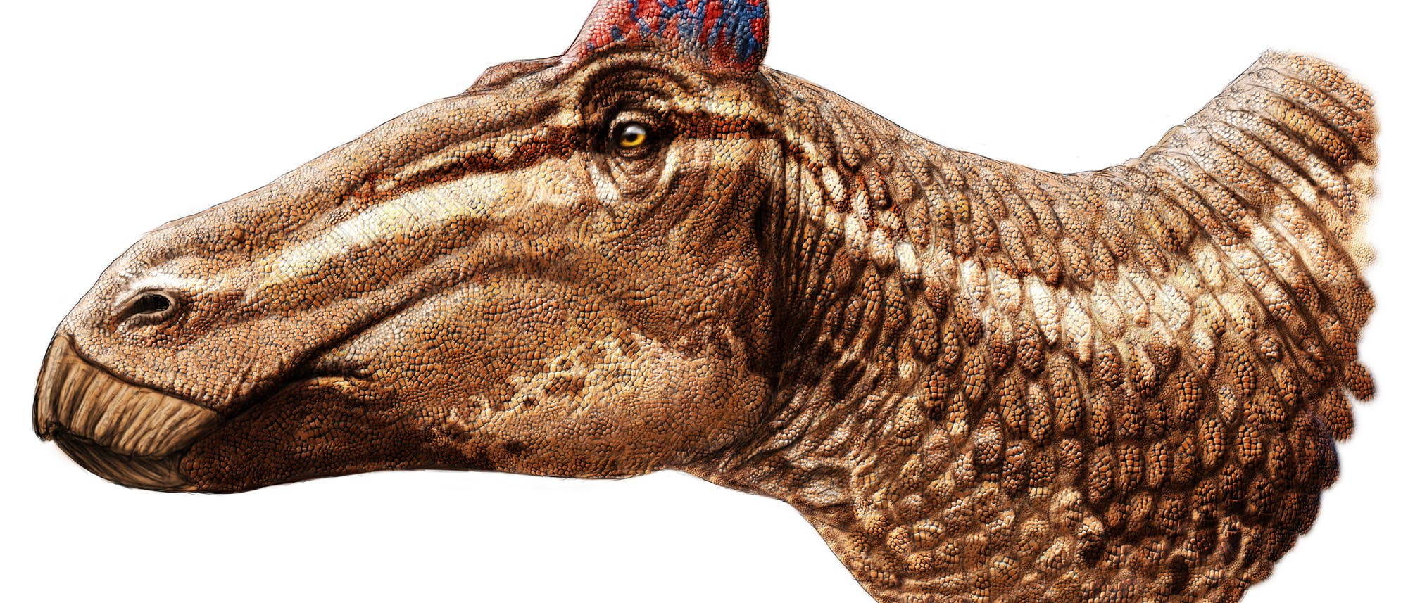 Edmontosaurus regalis Edmontosaurus regalis
