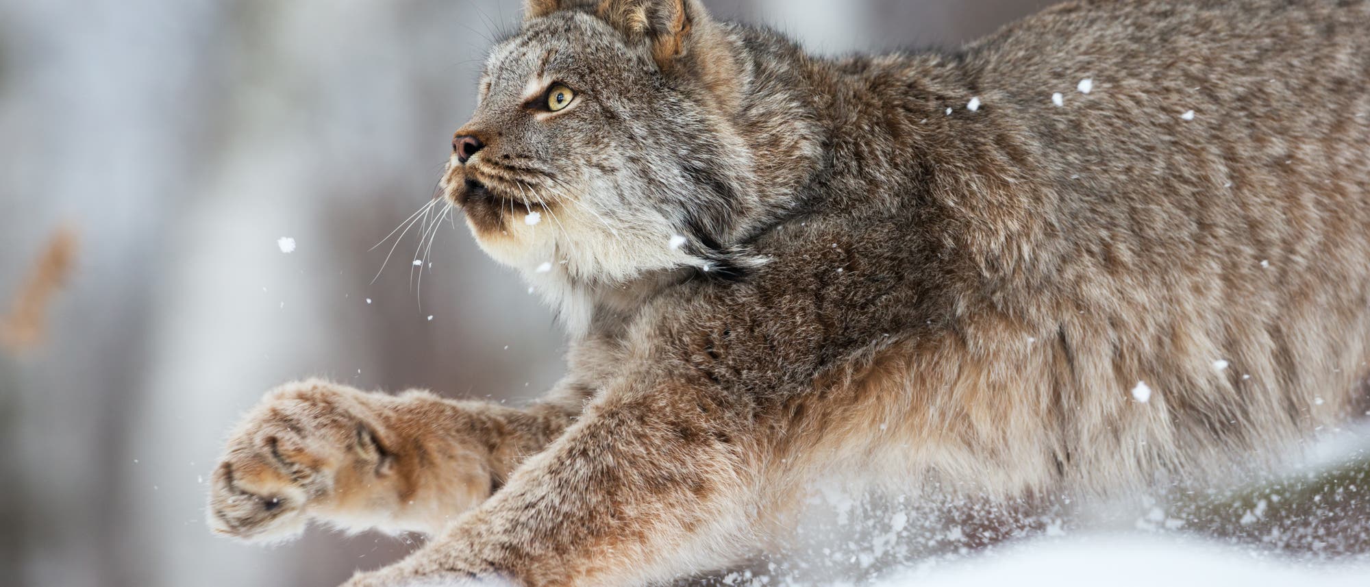 Kanadischer Luchs Kanadischer Luchs