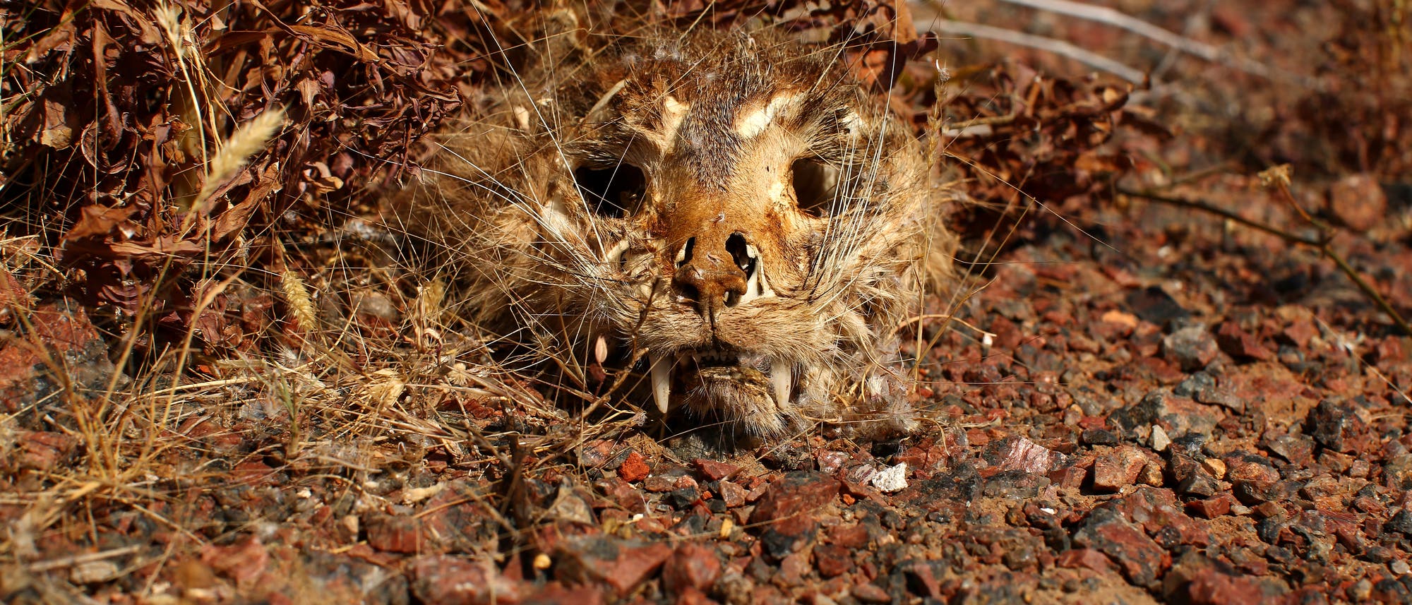 Eine verwilderte Katze ist im Outback gestorben Eine verwilderte Katze ist im Outback gestorben
