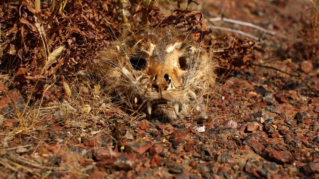 Eine verwilderte Katze ist im Outback gestorben