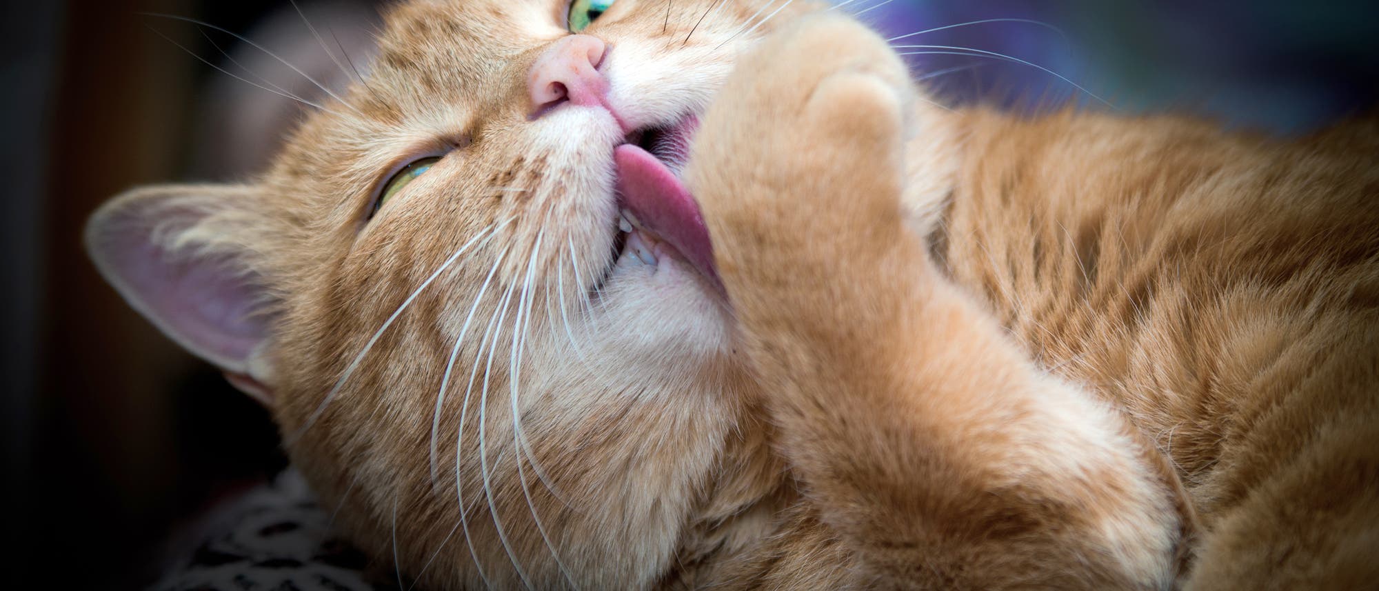 Katze putzt sich Katze putzt sich