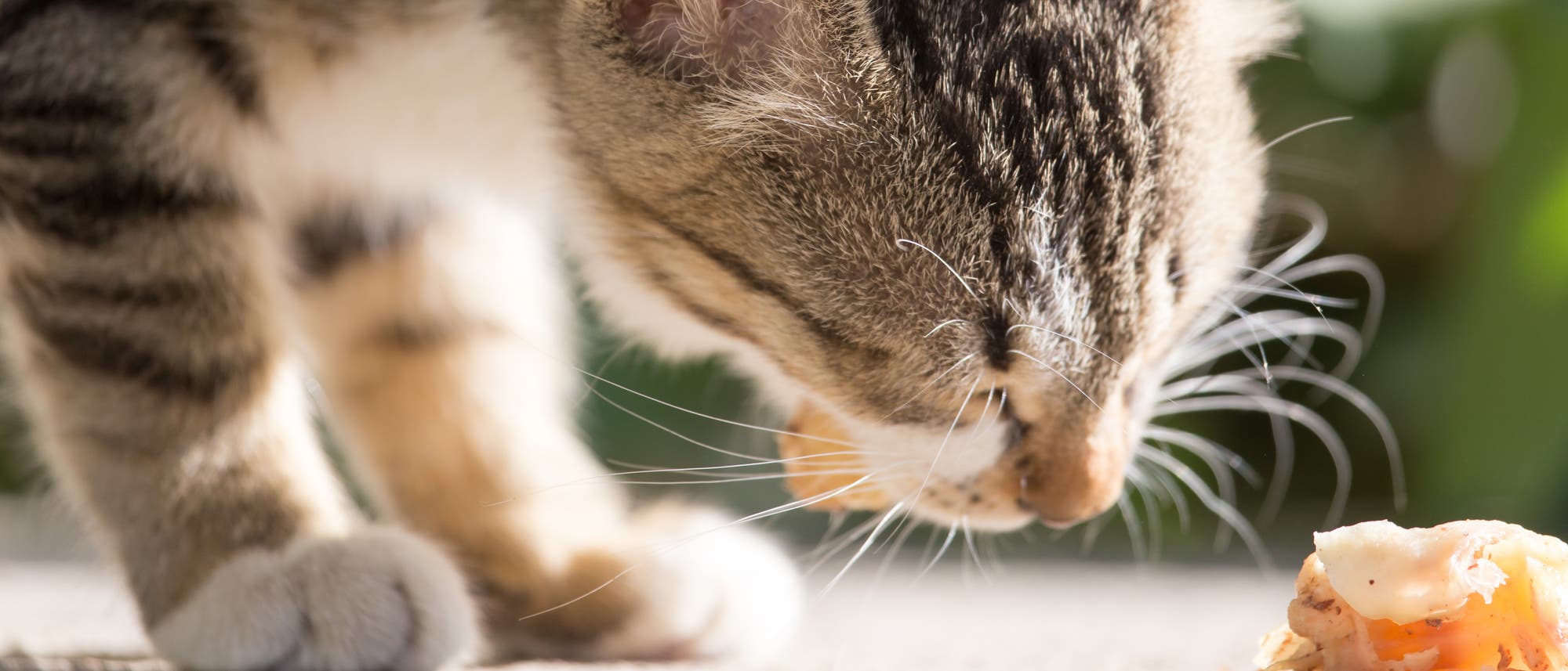Katze frisst Katze frisst
