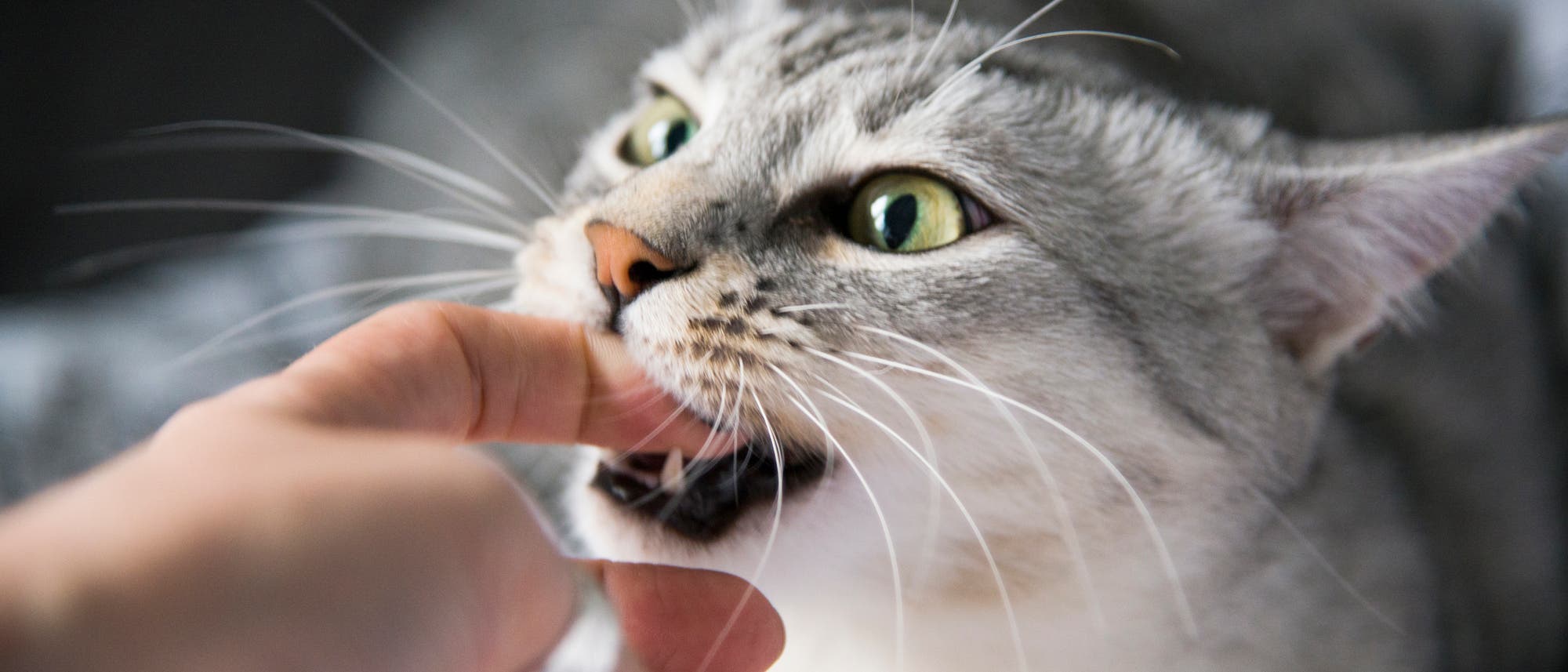Manche Katzen haben ihre Besitzer zum Fressen gern Manche Katzen haben ihre Besitzer zum Fressen gern