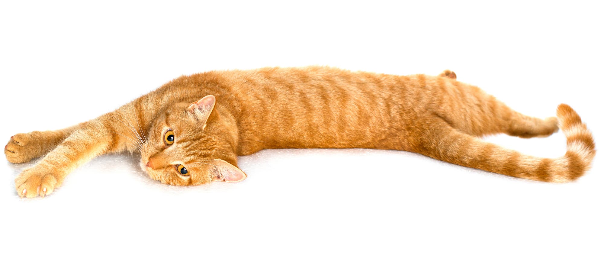 Katze mit rotgemustertem Fell räkelt sich Katze mit rotgemustertem Fell räkelt sich