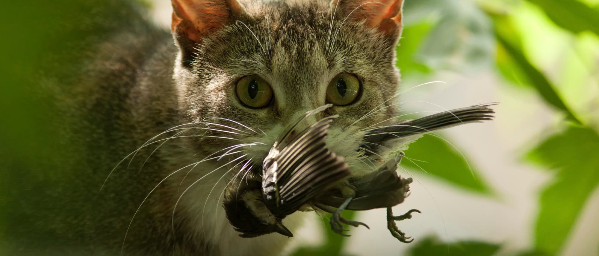 Katze mit erbeuteter Meise Katze mit erbeuteter Meise