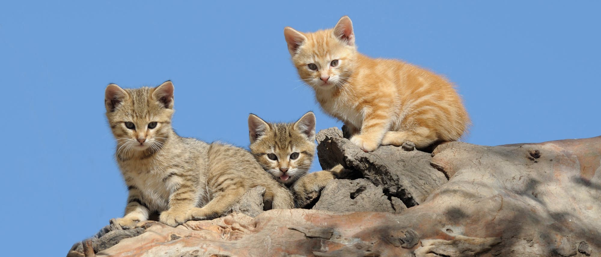 Verwilderte Hauskatzen Verwilderte Hauskatzen