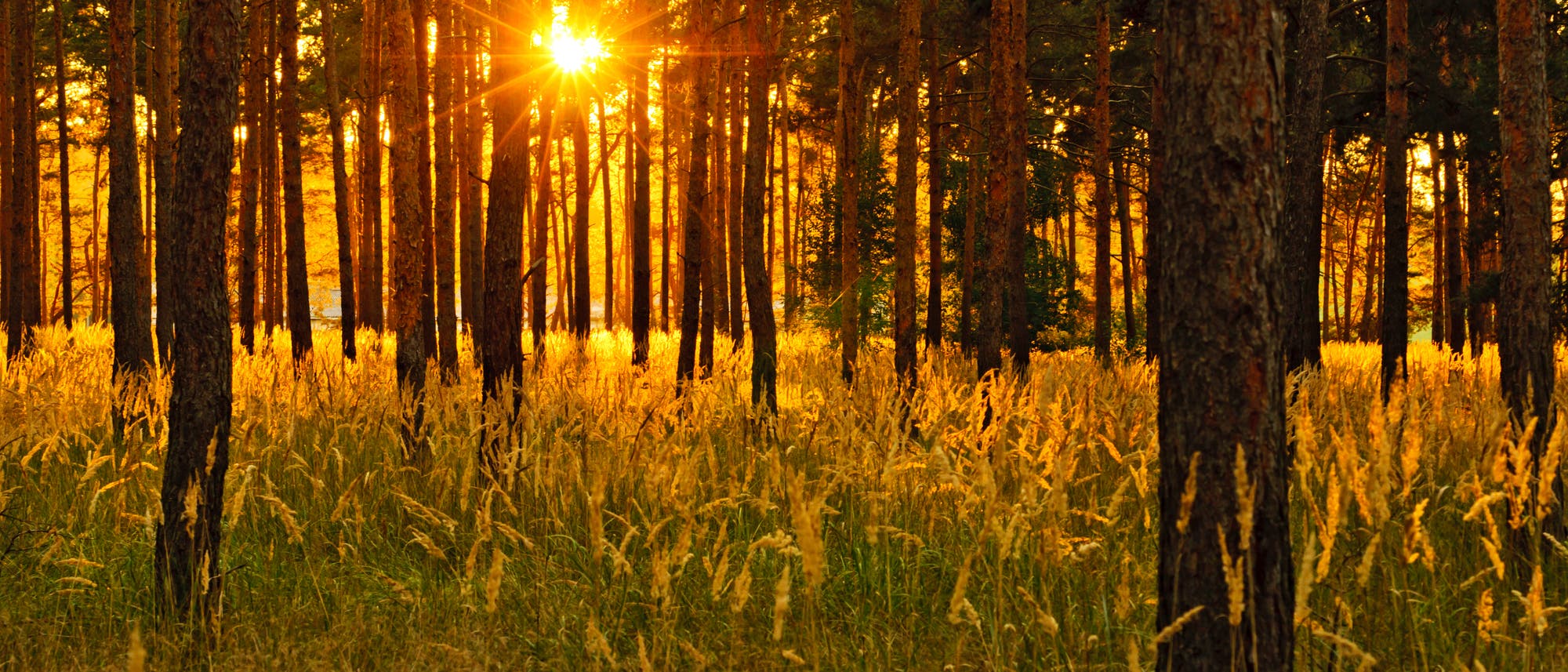 Kiefernwald im Abendlicht Kiefernwald im Abendlicht