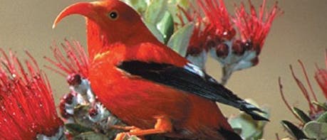 Vom Aussterben bedrohter hawaiianischer Kleidervogel