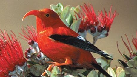 Vom Aussterben bedrohter hawaiianischer Kleidervogel