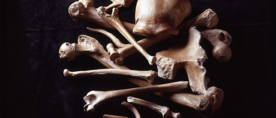 Neandertaler war schon vor Ankunft des Homo sapiens fast ausgestorben Neandertaler war schon vor Ankunft des Homo sapiens fast ausgestorben