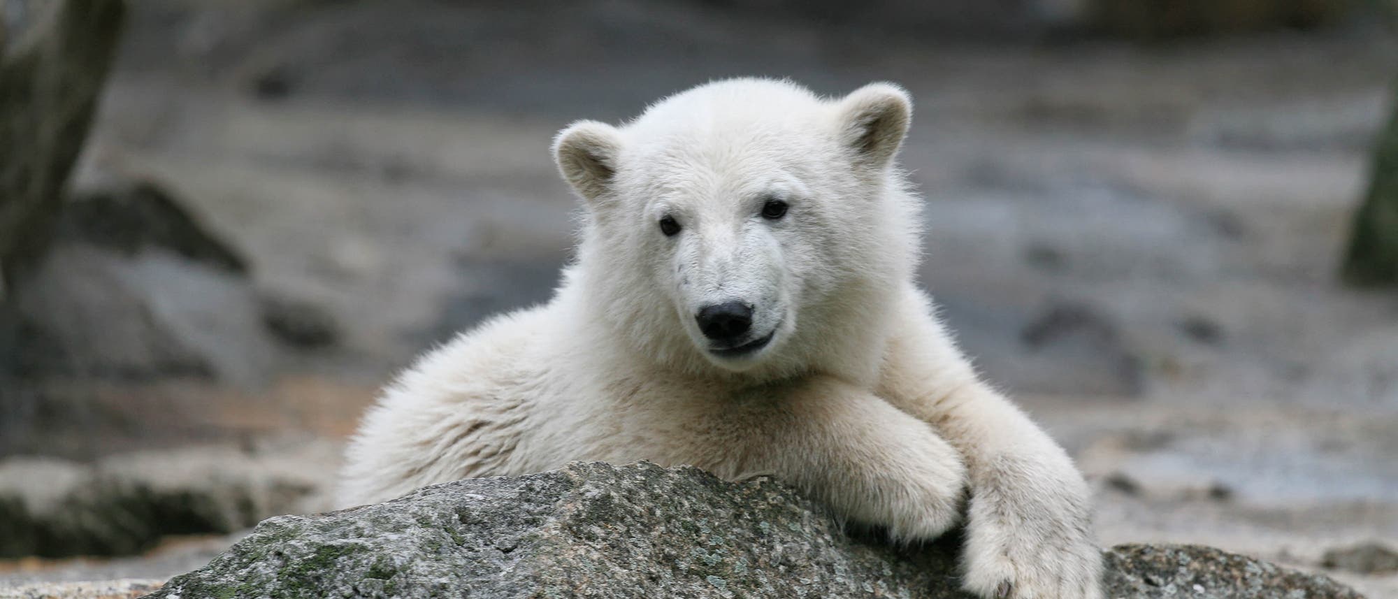 Eisbär Knut Eisbär Knut