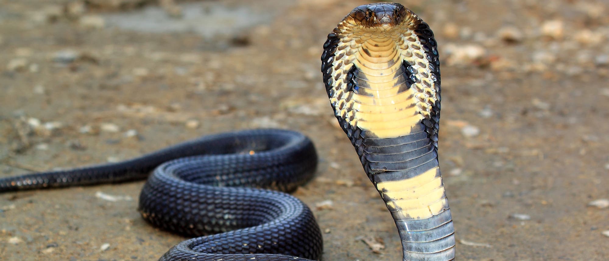 Kobra - eine der gefährlichsten Giftschlangen Asiens