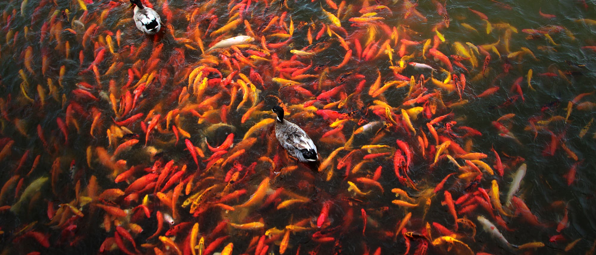 Koi-Karpfenteich Koi-Karpfenteich