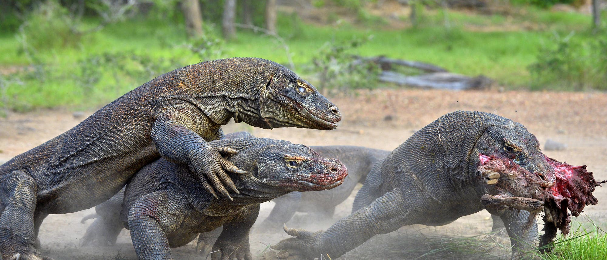 Komodowarane kämpfen um Beute Komodowarane kämpfen um Beute