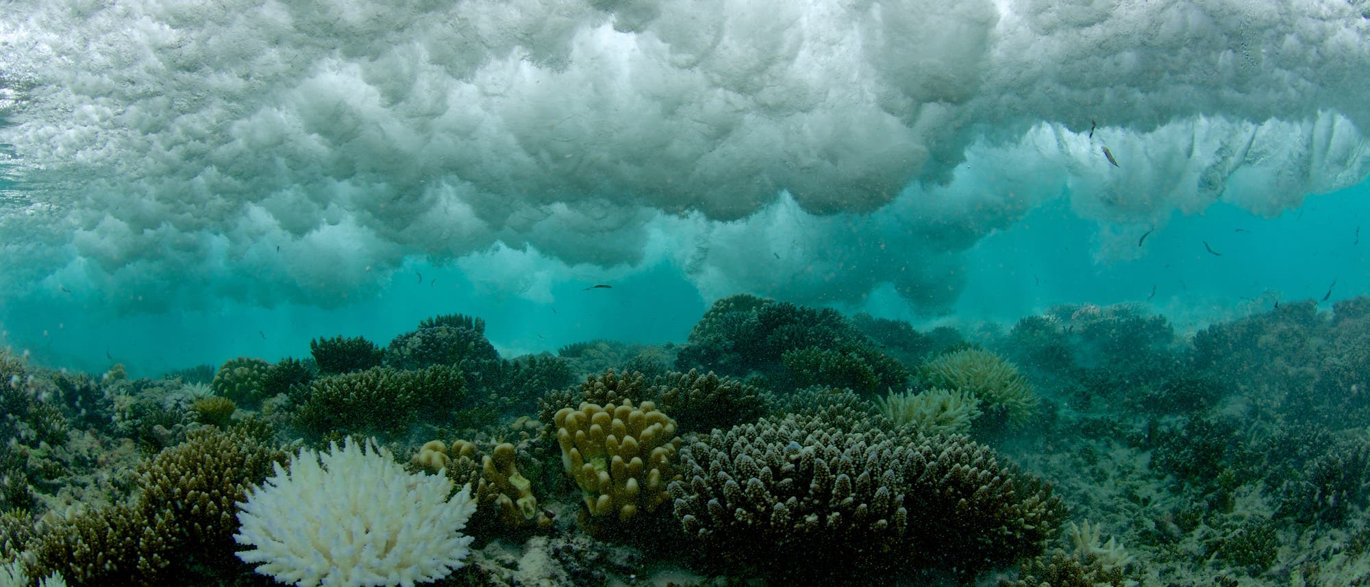 El Niño hat weltweit zu Wetterkapriolen geführt und eine großflächige Korallenbleiche ausgelöst, weil sich das Meer regional stark aufgeheizt hatte. El Niño hat weltweit zu Wetterkapriolen geführt und eine großflächige Korallenbleiche ausgelöst, weil sich das Meer regional stark aufgeheizt hatte.