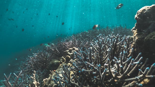 Korallen könnten das sechste Massenaussterben überleben.