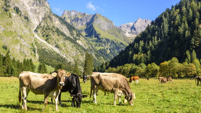 Grasende Kühe im Allgäu