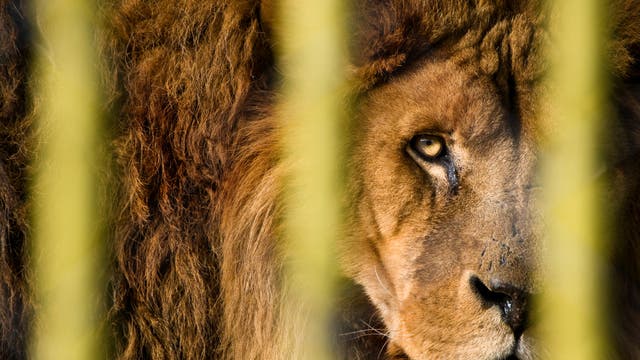Überleben Löwen bald nur noch im Zoo?